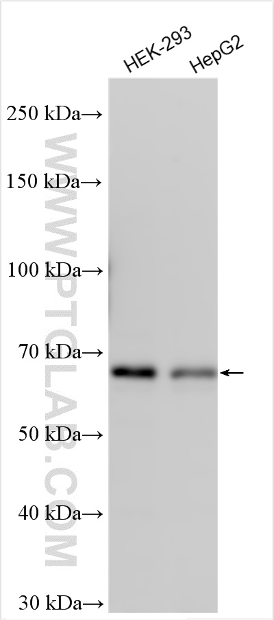 WB analysis using 29920-1-AP