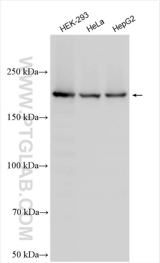 WB analysis using 20595-1-AP