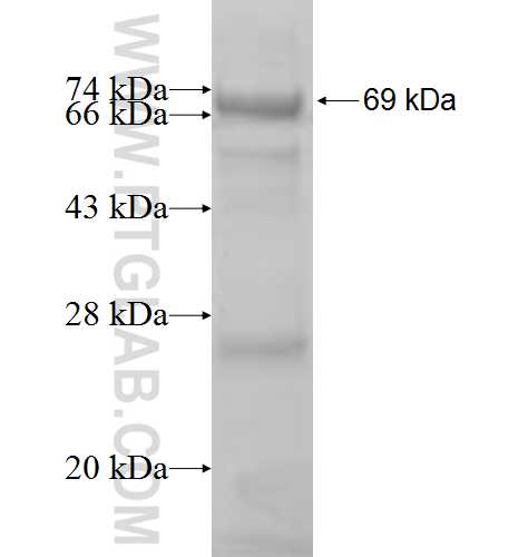 POLR1C fusion protein Ag8746 SDS-PAGE