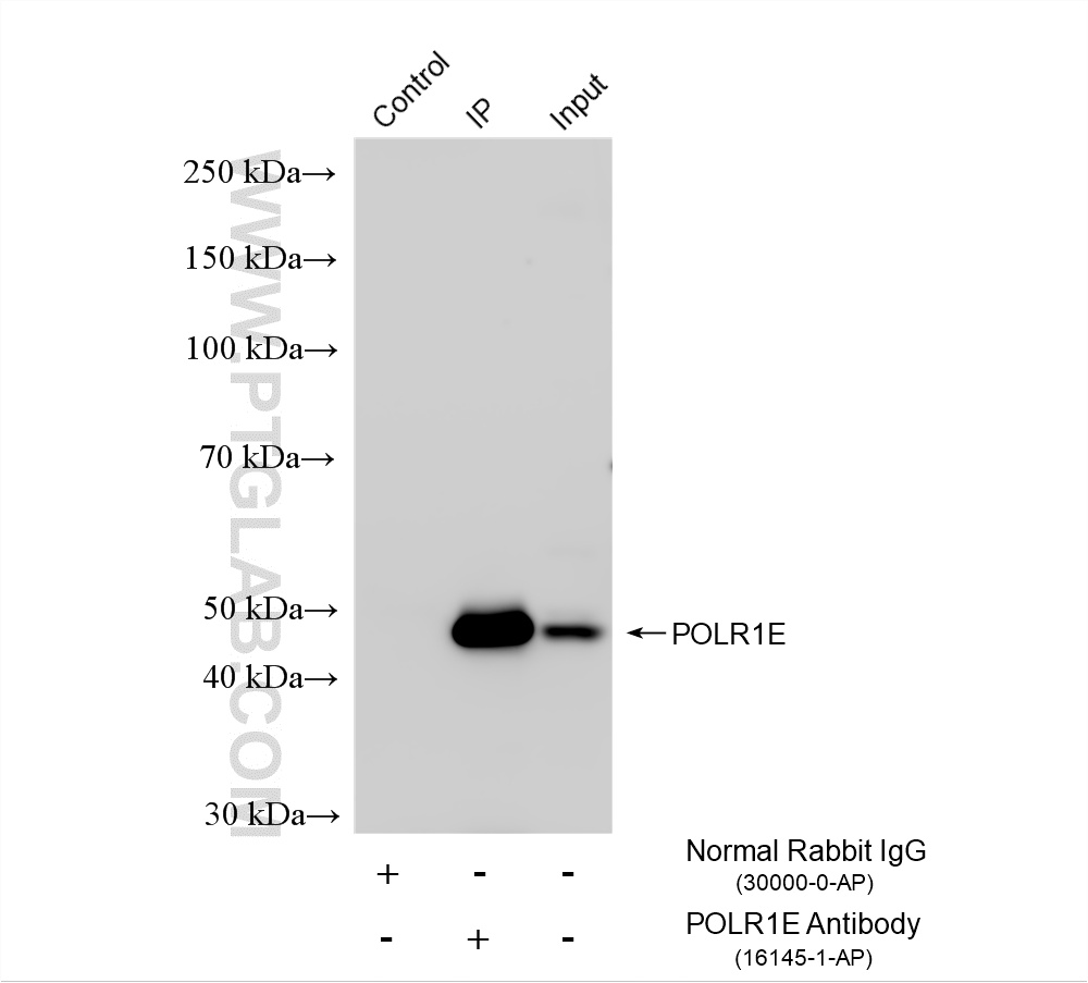 IP experiment of HepG2 using 16145-1-AP