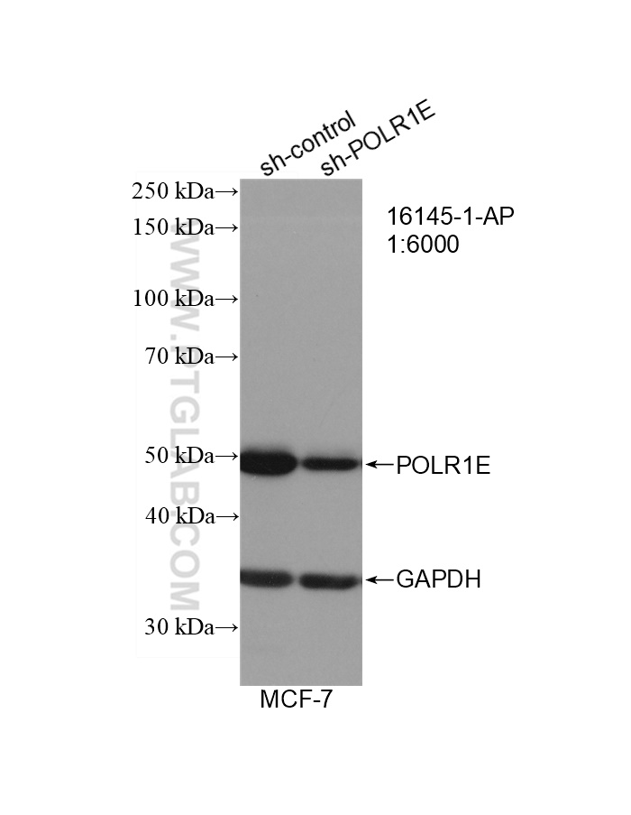 WB analysis of MCF-7 using 16145-1-AP