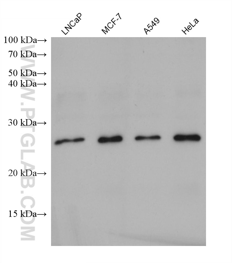 WB analysis using 68511-1-Ig