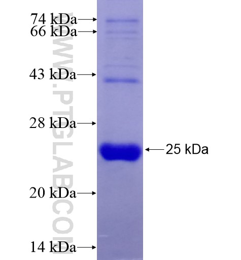 POLR2G fusion protein Ag13370 SDS-PAGE POLR2G fusion protein Ag13370 SDS-PAGE