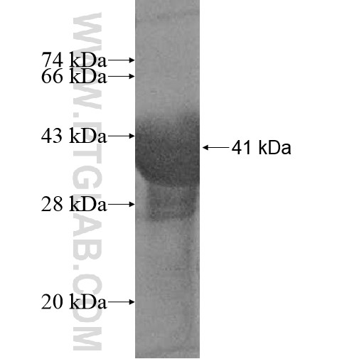 POLR2I fusion protein Ag11027 SDS-PAGE