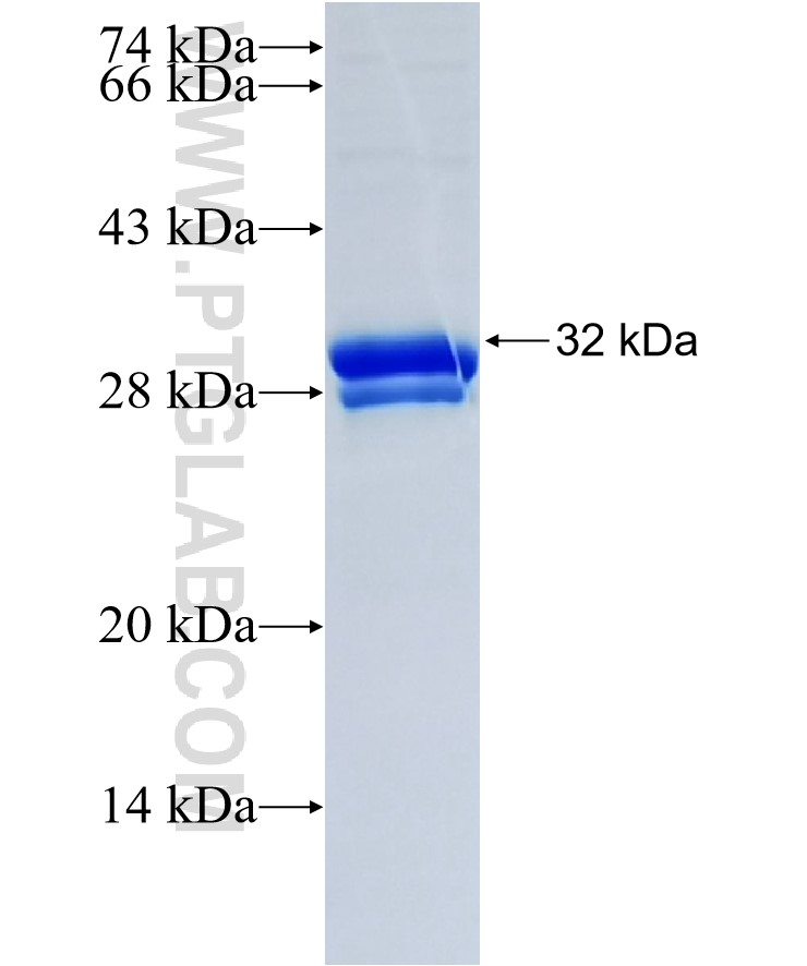 POLR2K fusion protein Ag33765 SDS-PAGE