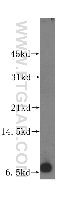 POLR2L Polyclonal antibody