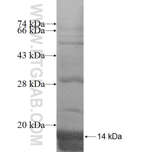 POLR2L fusion protein Ag8814 SDS-PAGE POLR2L fusion protein Ag8814 SDS-PAGE
