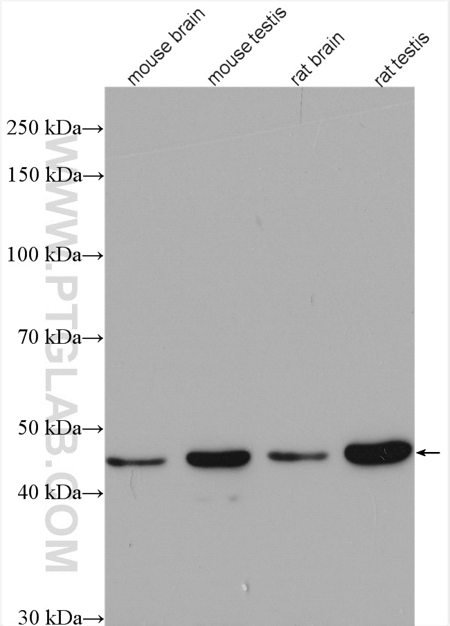 WB analysis using 15339-1-AP
