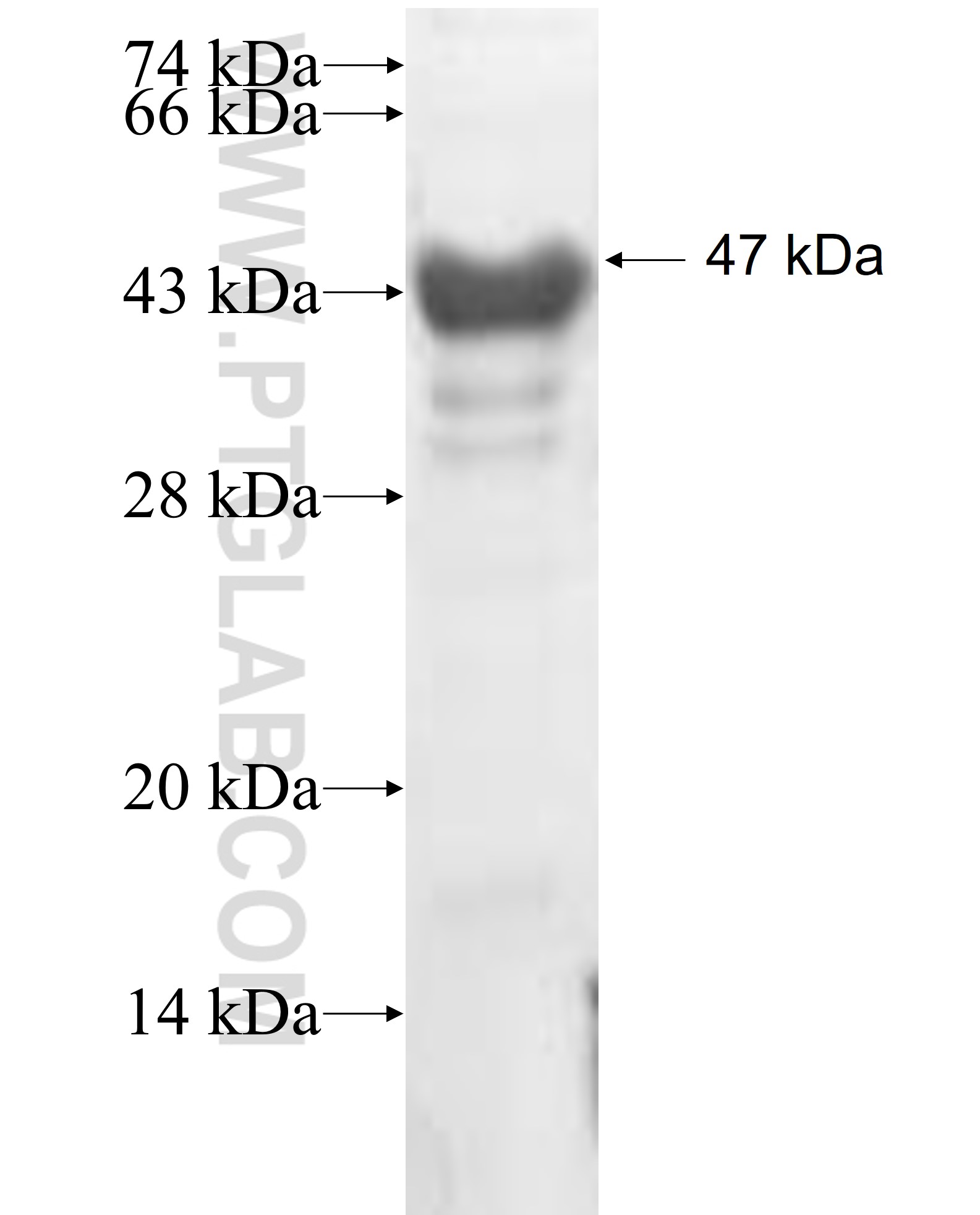 POLR3E fusion protein Ag7231 SDS-PAGE