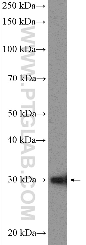 POLR3H Polyclonal antibody