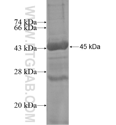 POLRMT fusion protein Ag12216 SDS-PAGE POLRMT fusion protein Ag12216 SDS-PAGE