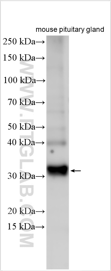 WB analysis using 22102-1-AP