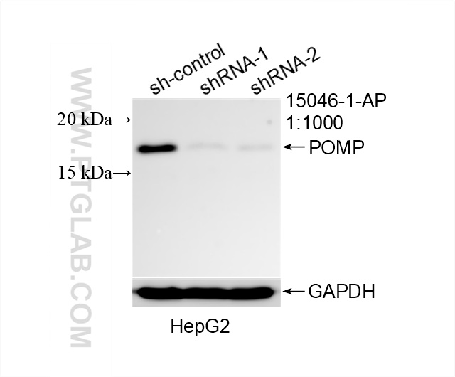 WB analysis of HepG2 using 15046-1-AP