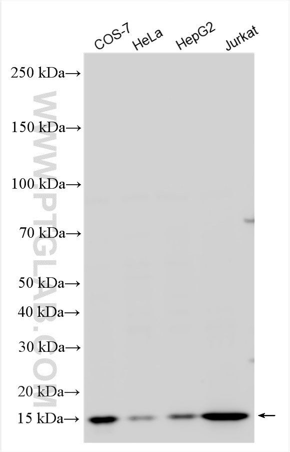 WB analysis using 15046-1-AP WB analysis using 15046-1-AP
