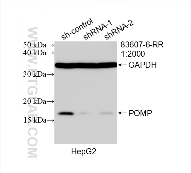 WB analysis of HepG2 using 83607-6-RR