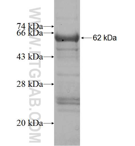 POMT1 fusion protein Ag5095 SDS-PAGE