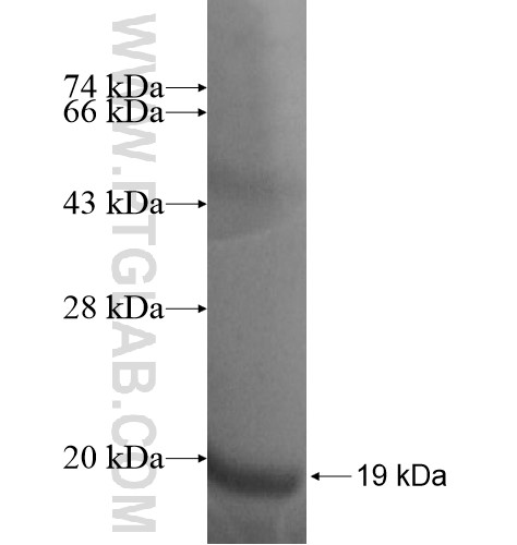 POMZP3 fusion protein Ag13975 SDS-PAGE