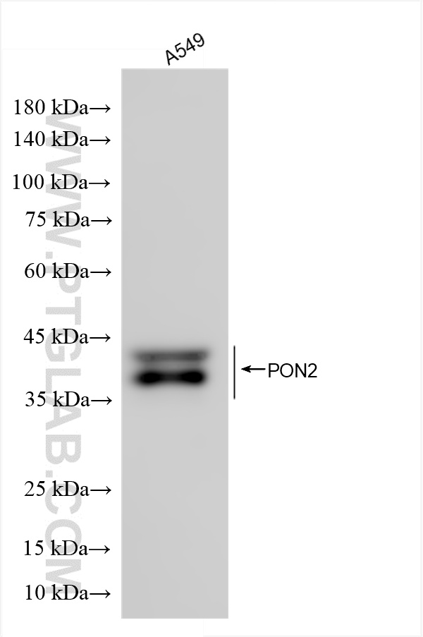 WB analysis using 86347-3-RR