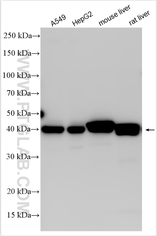 WB analysis using 31793-1-AP