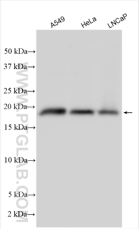 WB analysis using 13146-1-AP (same clone as 13146-1-PBS)