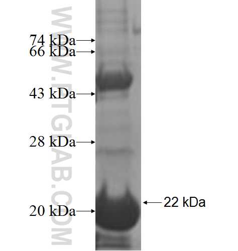 POP7 fusion protein Ag7138 SDS-PAGE POP7 fusion protein Ag7138 SDS-PAGE