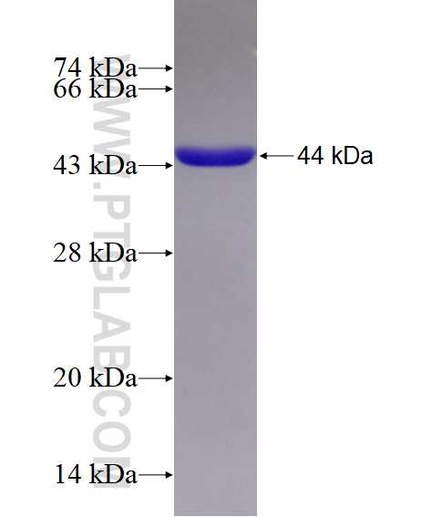 POSTN fusion protein Ag14487 SDS-PAGE