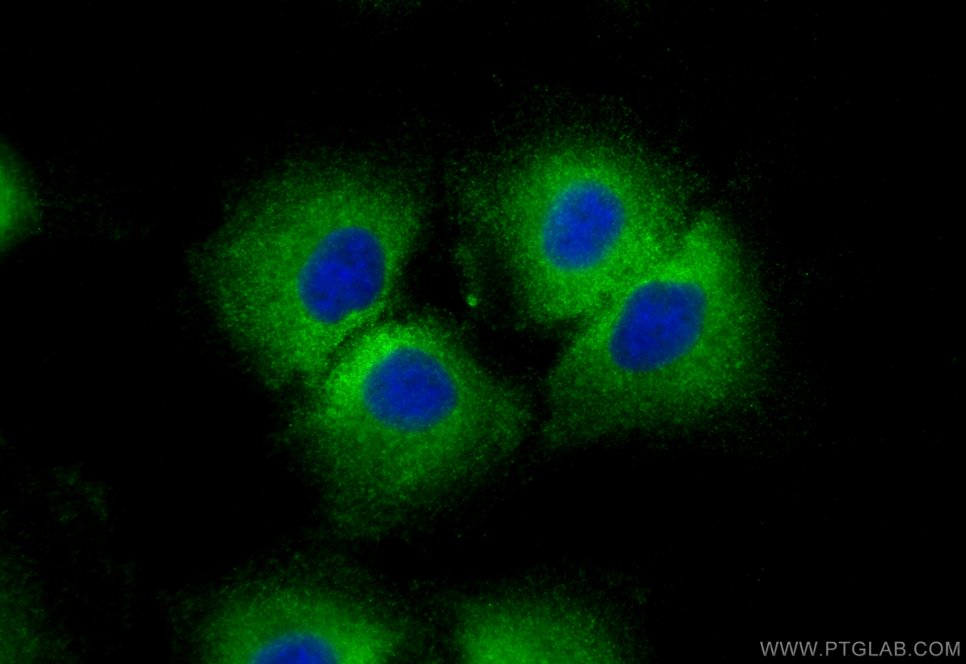 IF Staining of A549 using CL488-84298