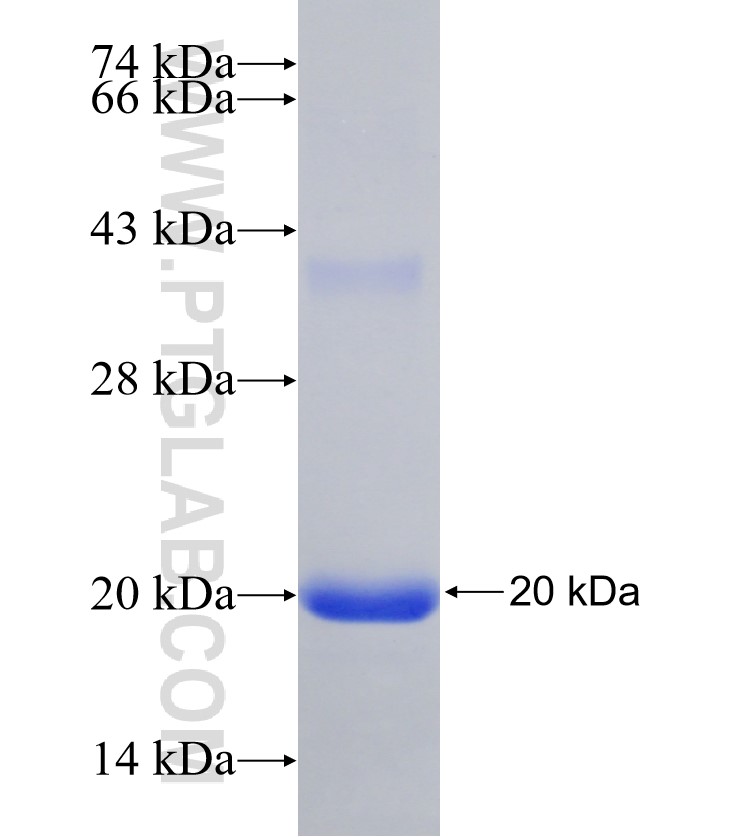 POU1F1/PIT1 fusion protein Ag31059 SDS-PAGE