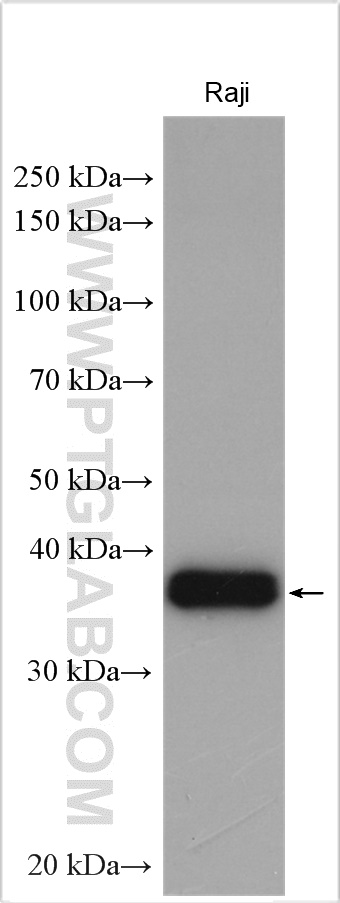 WB analysis using 13605-1-AP