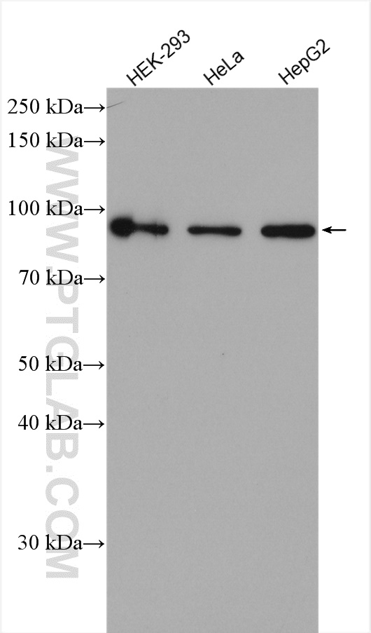 WB analysis using 10387-1-AP