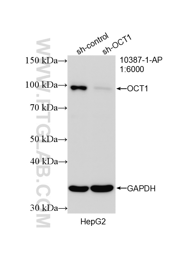 WB analysis of HepG2 using 10387-1-AP