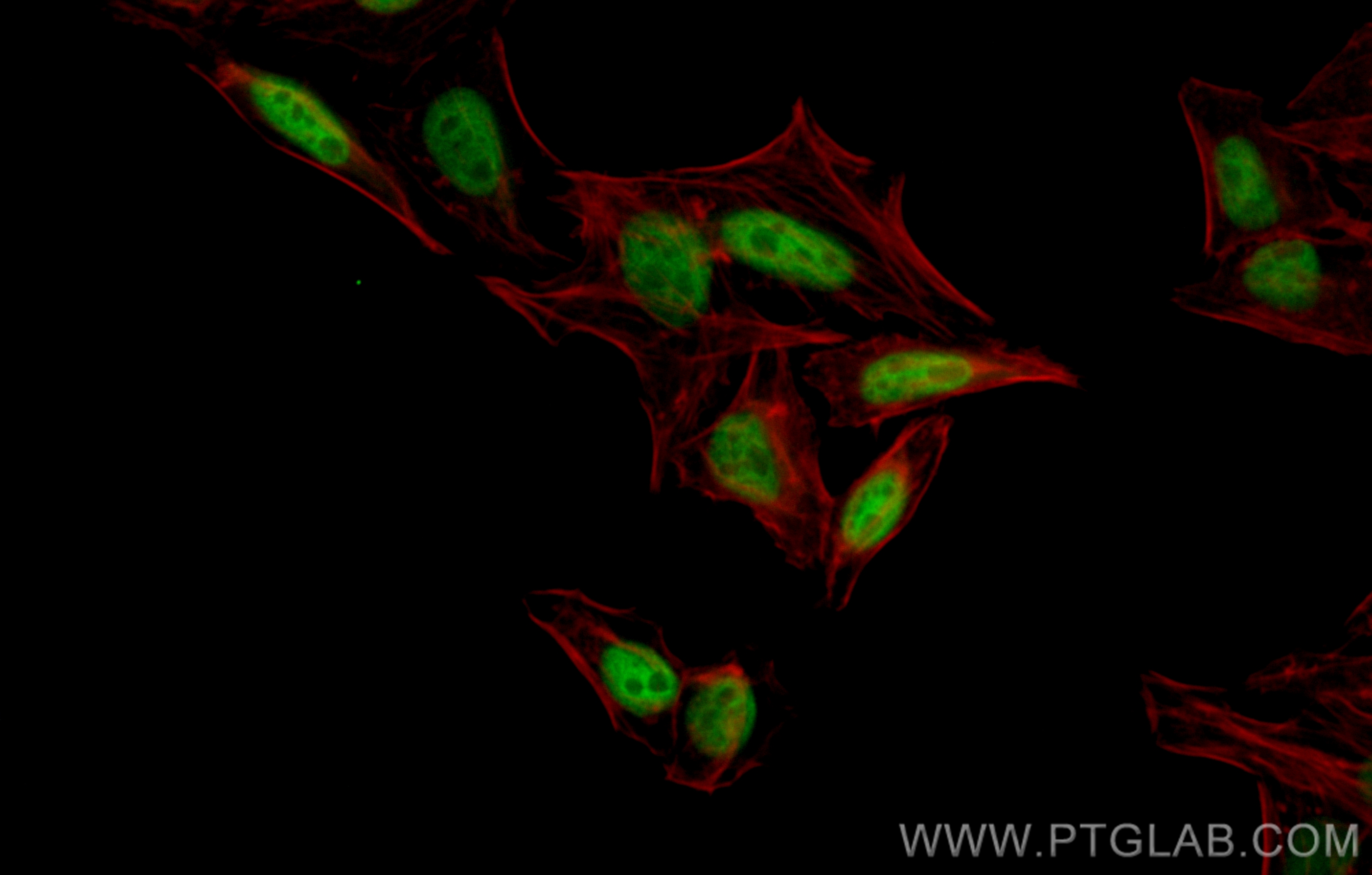 IF Staining of HepG2 using CL488-82980