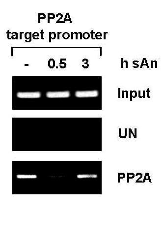 PP2A antibody (pAb) tested by ChIP analysis. Chromatin IP performed using Swiss 3T3 Chromatin (approximately 5 million cells treated with anisomycin and fixed at 0.5 and 3 hours) using 2.5 ul of PP2A antibody or the equivalent amount of IgG as a negative control. PP2A antibody (pAb) tested by ChIP analysis. Chromatin IP performed using Swiss 3T3 Chromatin (approximately 5 million cells treated with anisomycin and fixed at 0.5 and 3 hours) using 2.5 ul of PP2A antibody or the equivalent amount of IgG as a negative control.