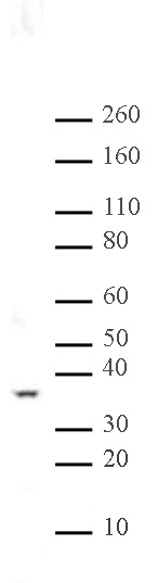 PP2A pAb tested by Western blot. Nuclear extract of HeLa cells was probed with PP2A pAb (1:1,000 dilution). PP2A pAb tested by Western blot. Nuclear extract of HeLa cells was probed with PP2A pAb (1:1,000 dilution).