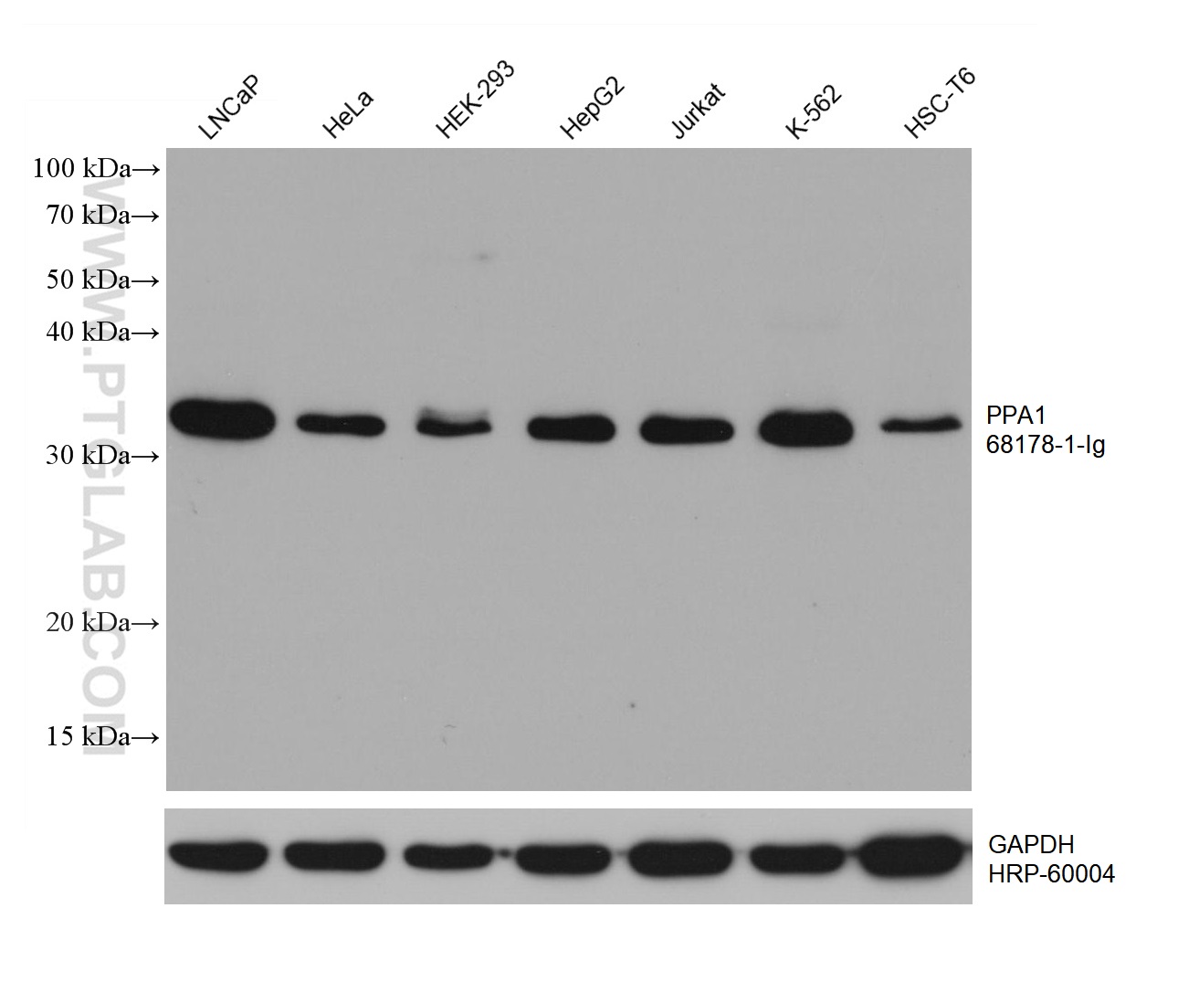 WB analysis using 68178-1-Ig