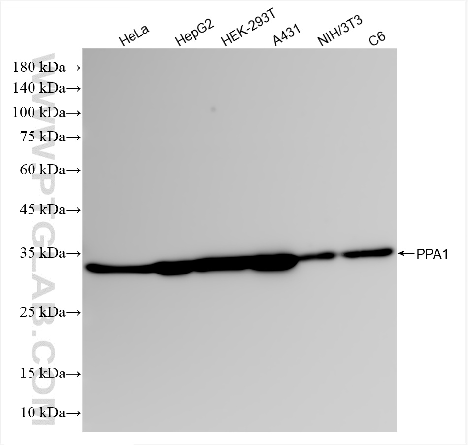 WB analysis using 85445-3-RR (same clone as 85445-3-PBS)