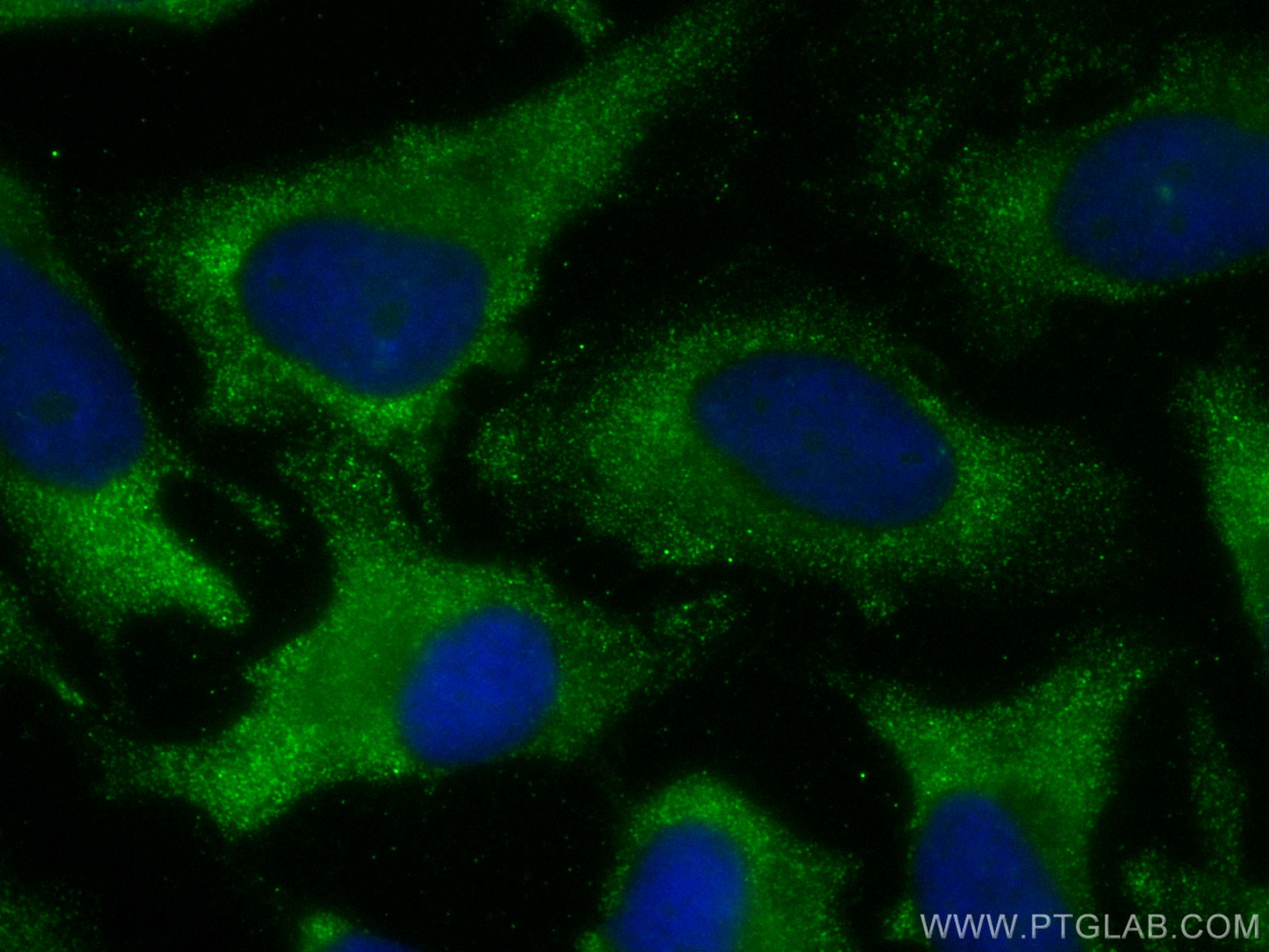 IF Staining of HeLa using CL488-68178