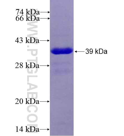 PPA2 fusion protein Ag10125 SDS-PAGE
