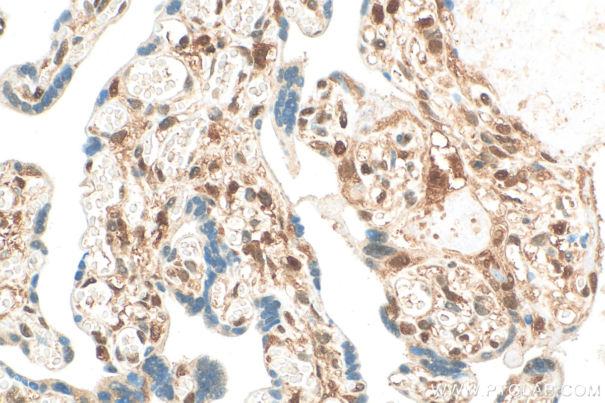 IHC staining of human placenta using 81490-5-RR (same clone as 81490-5-PBS)