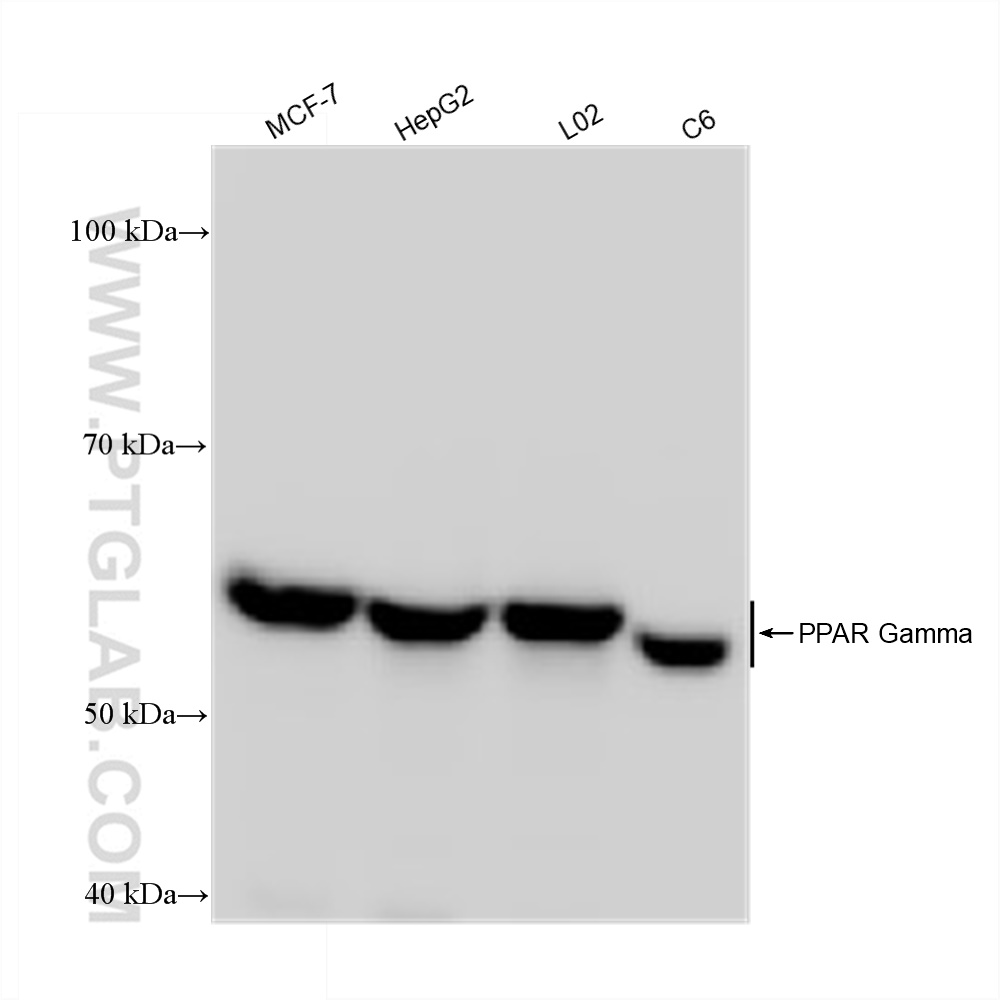 WB analysis using 81490-5-RR (same clone as 81490-5-PBS)