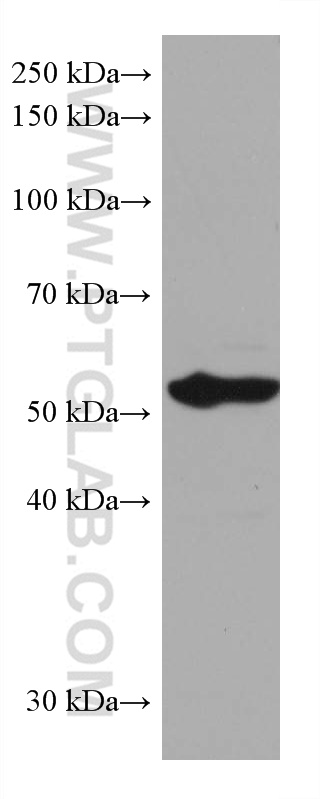 WB analysis of HSC-T6 using 66826-1-Ig