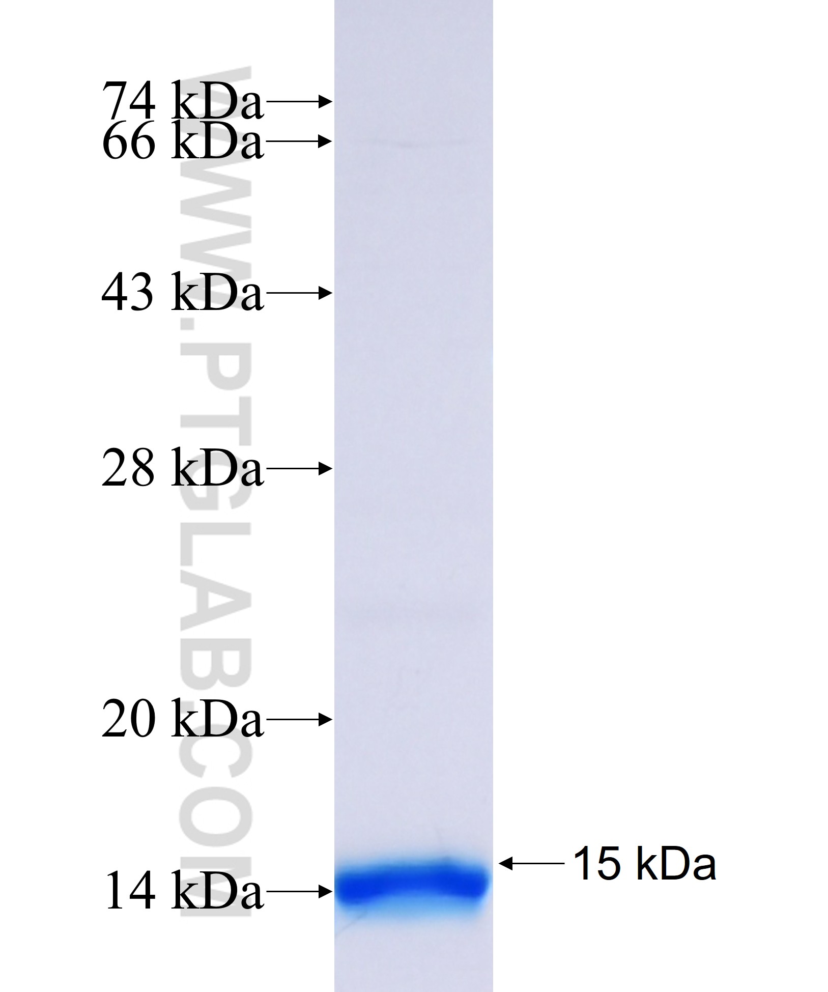 PPARA fusion protein Ag29544 SDS-PAGE PPARA fusion protein Ag29544 SDS-PAGE