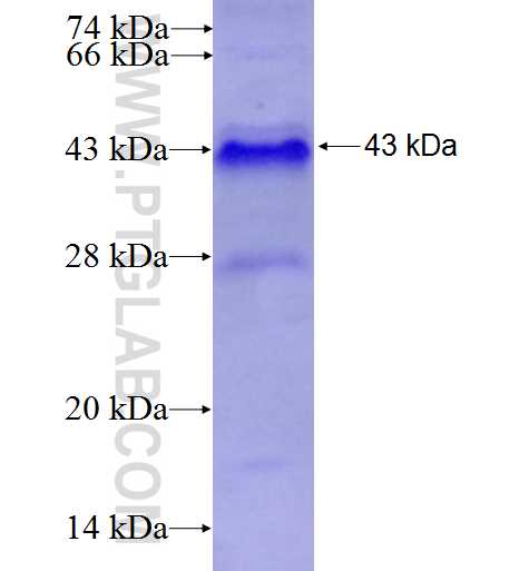 PPARA fusion protein Ag7932 SDS-PAGE PPARA fusion protein Ag7932 SDS-PAGE