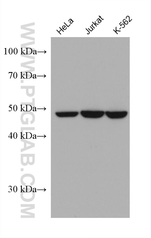 WB analysis using 60193-1-Ig