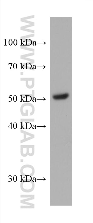 WB analysis of pig adipose using 60193-1-Ig (same clone as 60193-1-PBS)