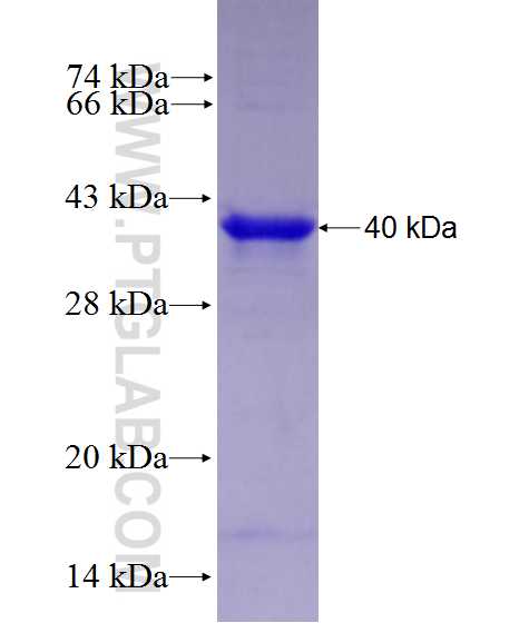 PPARD fusion protein Ag27817 SDS-PAGE