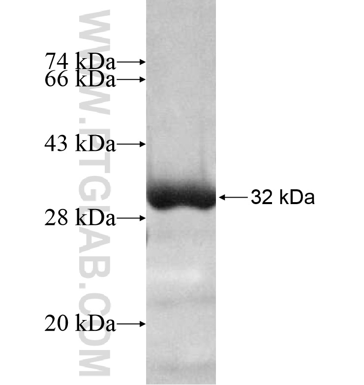 PPARD fusion protein Ag16770 SDS-PAGE