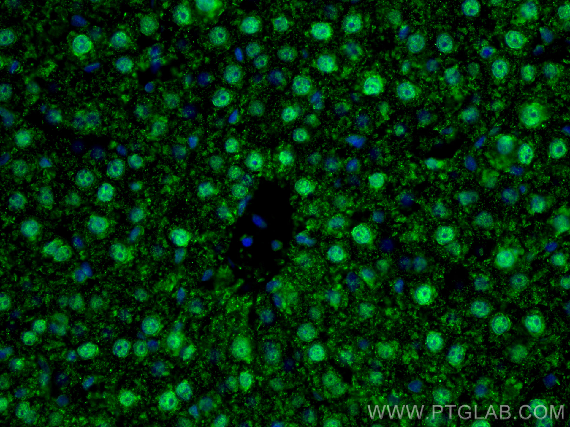 IF Staining of rat liver using 16643-1-AP