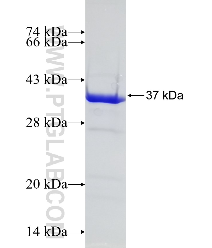 PPARG fusion protein Ag16657 SDS-PAGE
