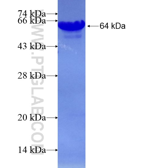 PPARGC1B fusion protein Ag28861 SDS-PAGE